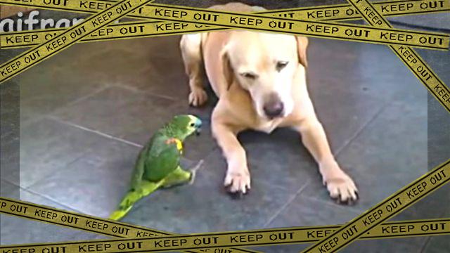 parrotdog1-frame