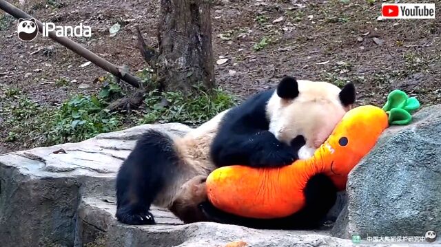 pandalovescarrot4_640