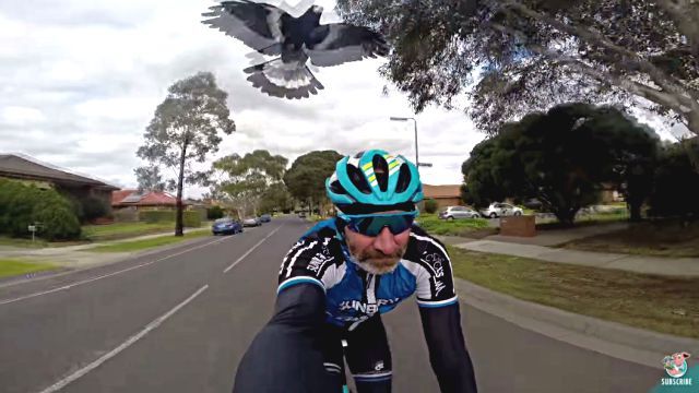 birdattack1