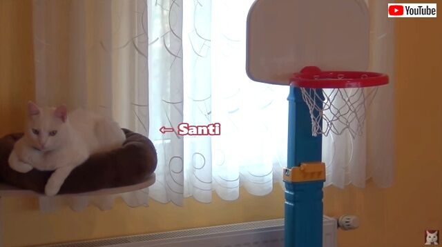 basketballcats1_640