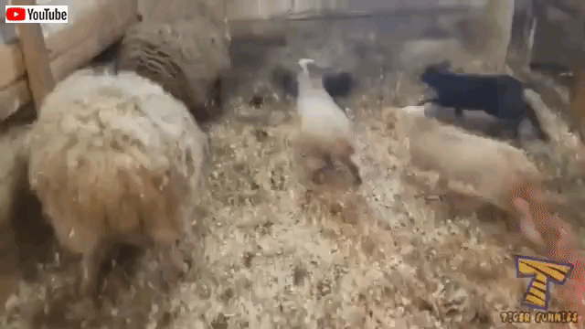 冬はこたつとミカンと後はコレ ヤンチャで可愛い動物たちのやらかしシーン総集編 爬虫類出演中 マランダー 冬はこたつとミカンと後はコレ ヤンチャで可愛い動物たちのやらかしシーン総集編 爬虫類出演中 マランダー