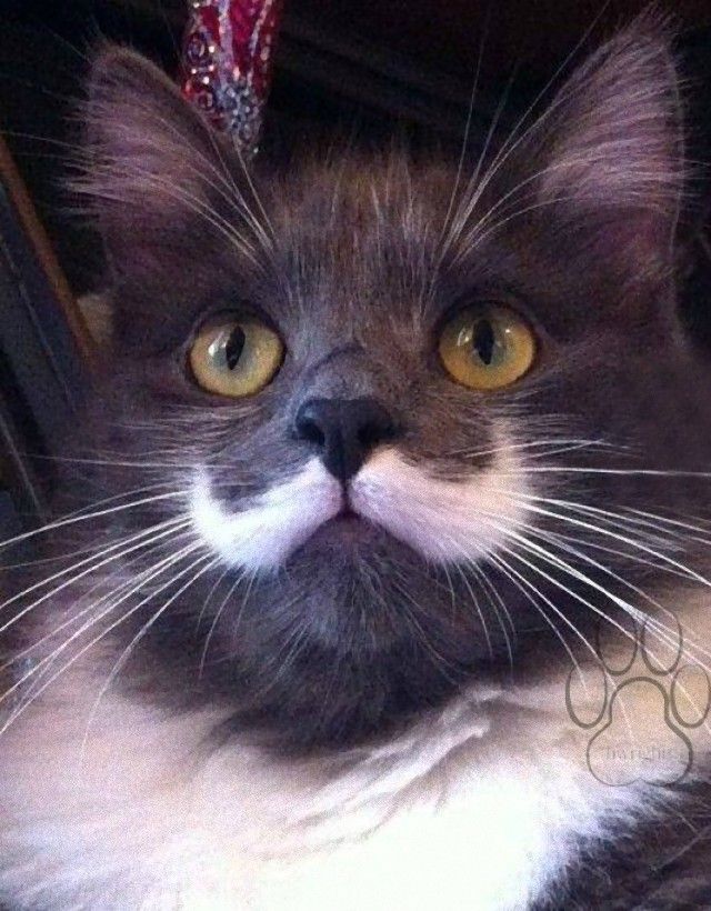 mustaches15_e