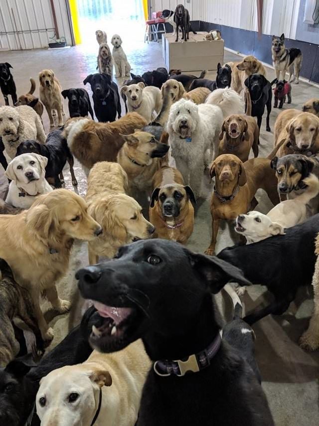 dogselfie-2 (1)