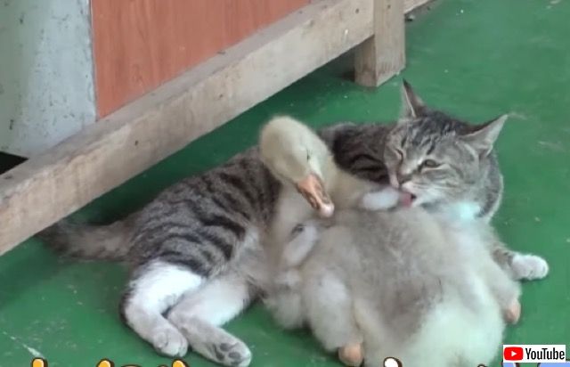 ガチョウのママは過保護猫 うちの子に何すんの と相手かまわず戦いまくる肝っ玉母さん マランダー ガチョウのママは過保護猫 うちの子に何すんの と相手かまわず戦いまくる肝っ玉母さん マランダー