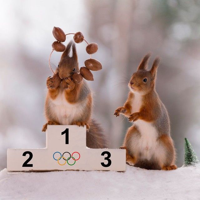 wintersportssquirrel15_e