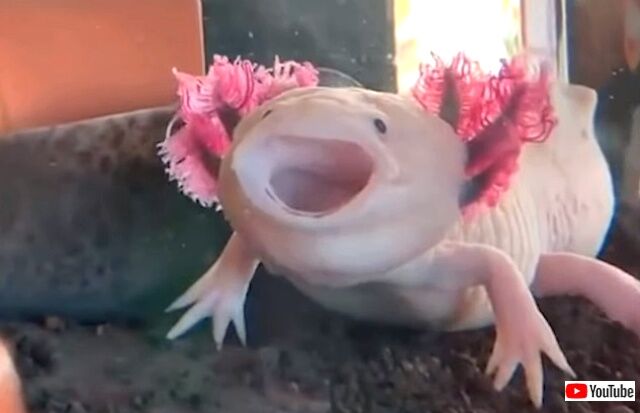 axolotls2_640