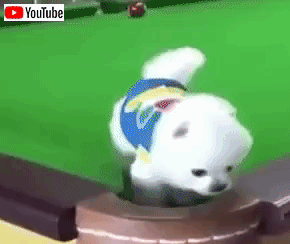cutestanimals1