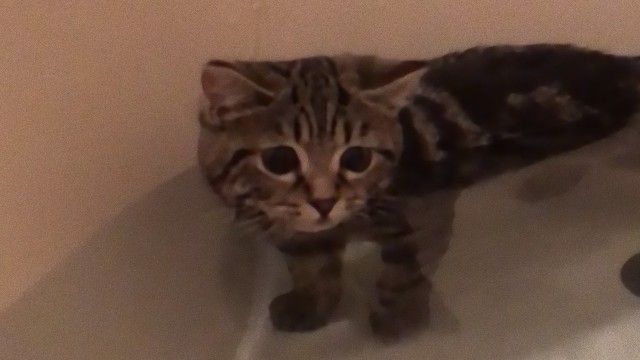 猫「お風呂に入る」のコマンドを覚える。お風呂上手な猫に関する海外の反応