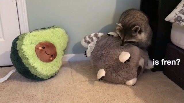 raccoonpillow2_e