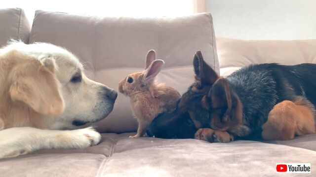 ウサギさん、はじめまして！ゴールデンのベイリーくん、新入りウサギに挨拶をする