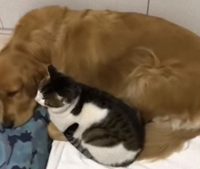 catngolden1_e