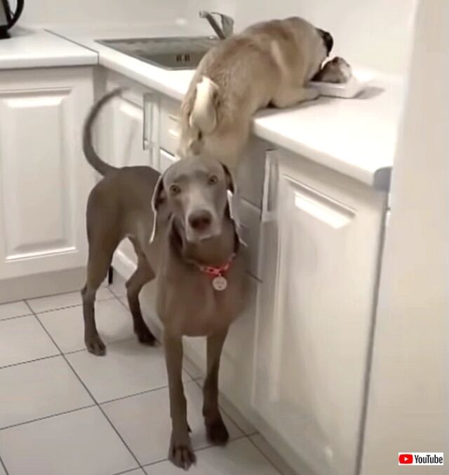 cutestanimals4_640