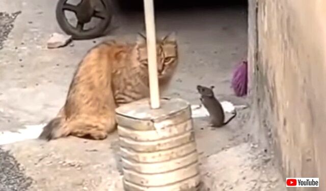 tomnjerry0_640