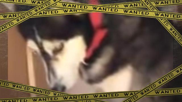 husky [www-frame