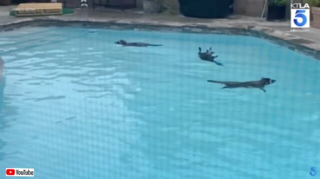 20230530_010347 (4)_batch