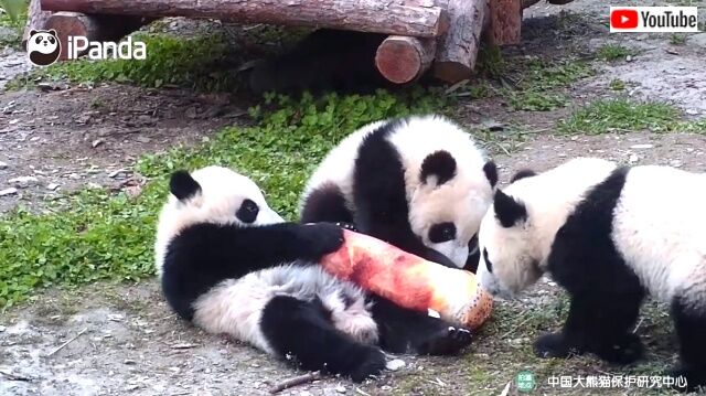 bambooshootcushion4_640