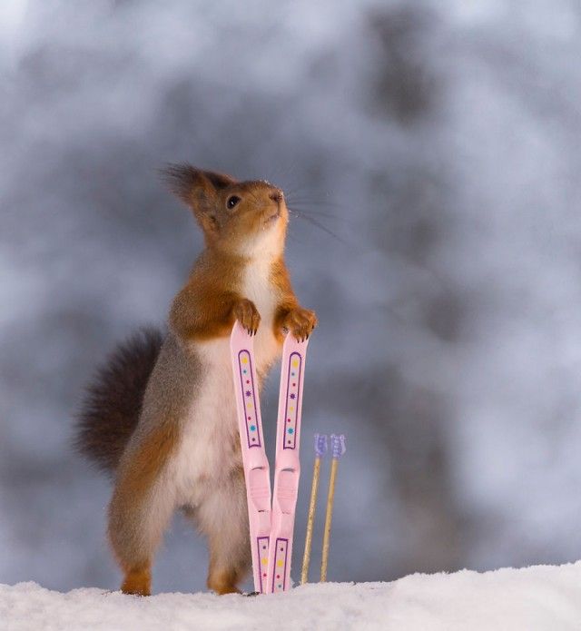 wintersportssquirrel3_e
