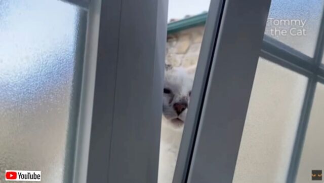 「ちょっ、このストーカー何とかするニャ！」ポルトガルのシティキャット、田舎でカノジョにつきまとわれる