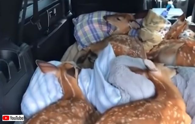 cutebabiiesvids3_640