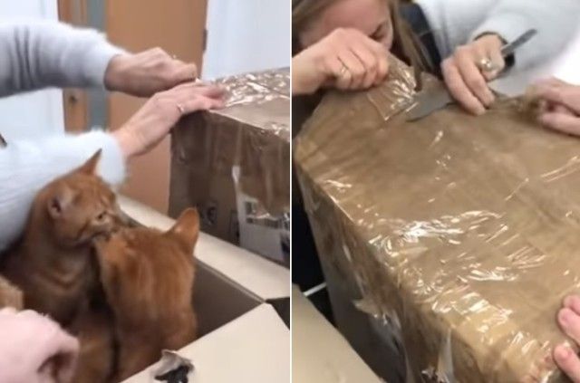 11cats3_e