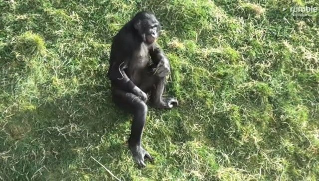 bonobo1_e