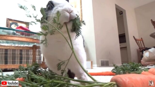 rabbitwcarrots4_640