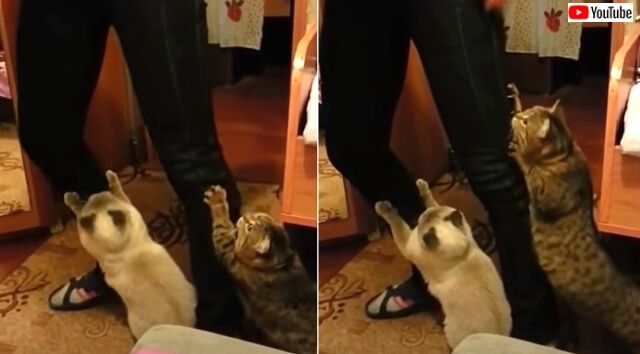 emotionalcats5_640