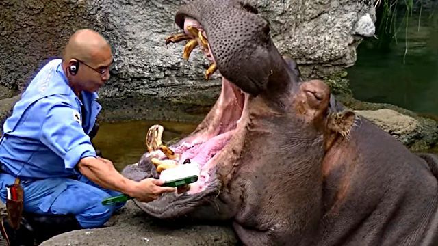 hippo5