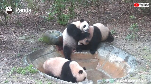 pandabath0_640