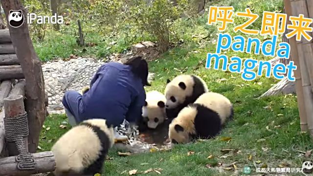 pandananny8