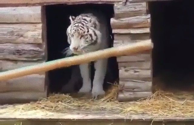 tigerwasadog5_e