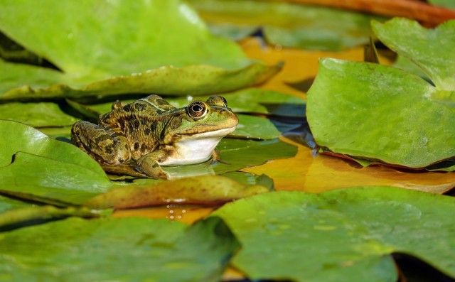 frog-2211972_960_720_e