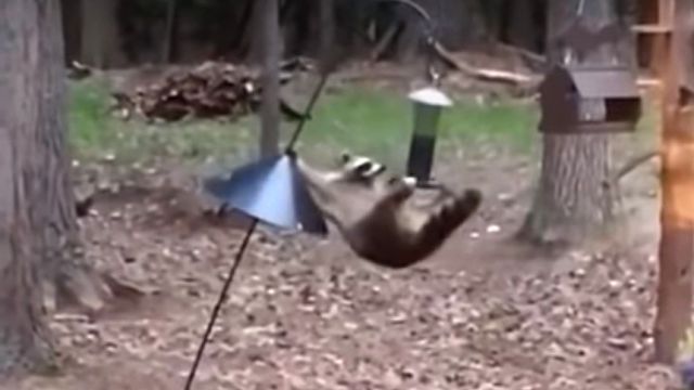 racoonvsbirdfeeder2