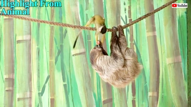 monkeythief4_640