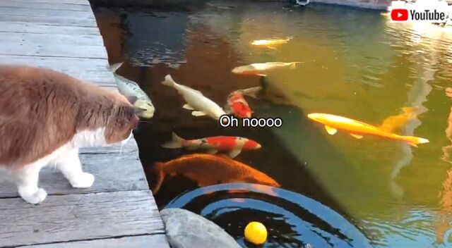 catsnfish2_640