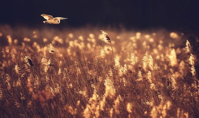 owl-photography-17__880_e