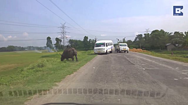rhino5
