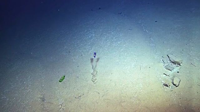 BobtailSquid2