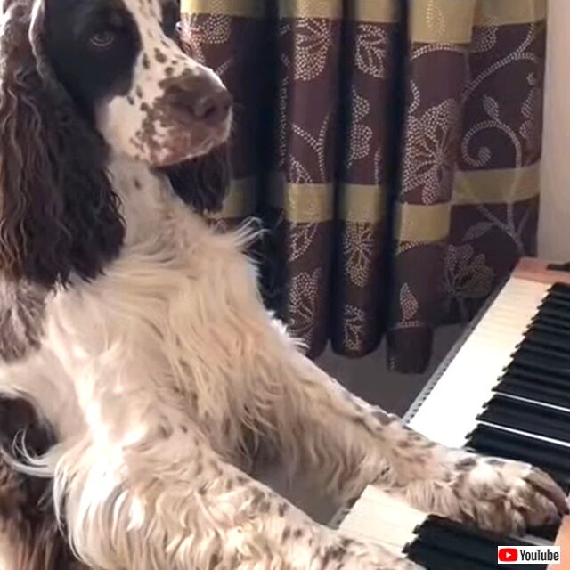 dogplayspiano3_640