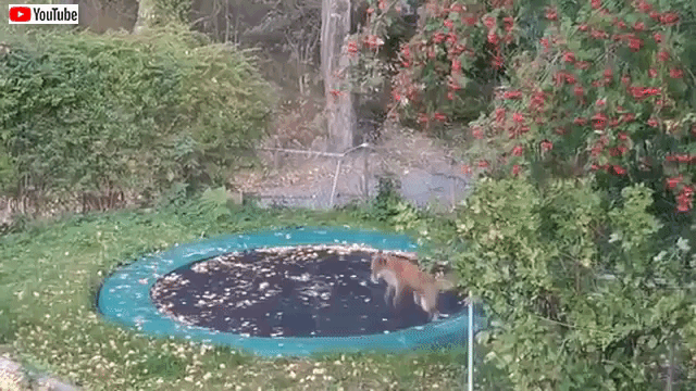 foxpounces4