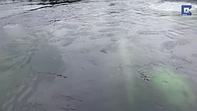 jumpingwhale2