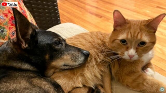 ニンゲン怖い！と頑なに心を開かなかった保護猫、同居犬との出会いでハッピーキャットに大変身
