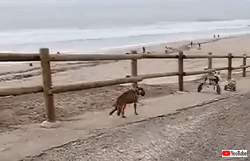gif (2)
