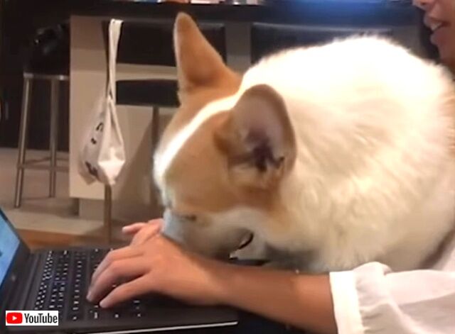 ourdomesticworld2_640