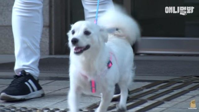 dogwaitingforsomeone7_e
