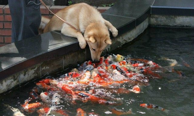 funny-tumblr-dogs-83-58131eefc9db0__700_e
