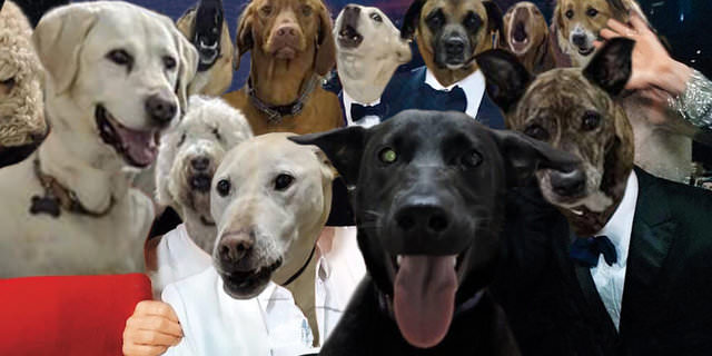 dogselfie-3
