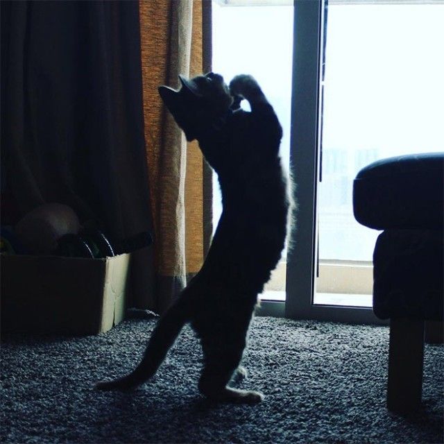 prayingcat14_e
