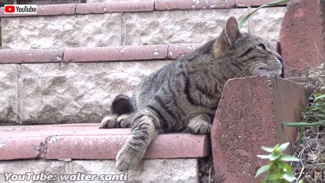 loudestmeow7_640