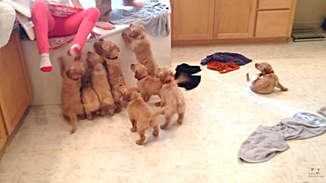 9puppies2